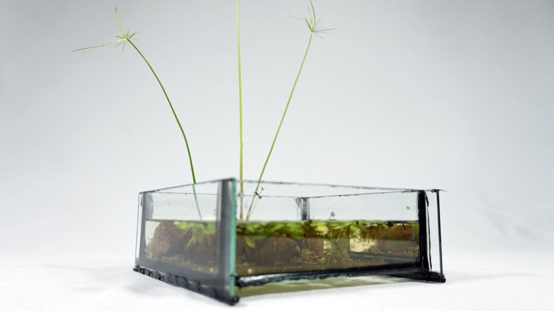 Aquaglifo I - Imagen 4