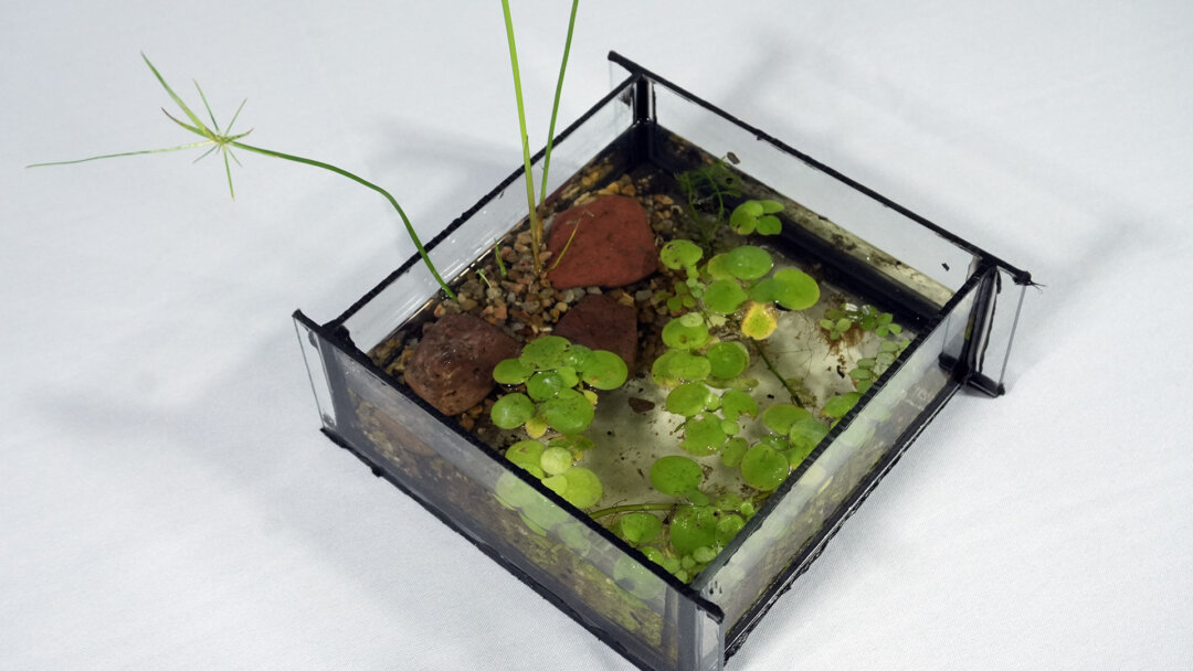 Aquaglifo I - Imagen 3
