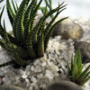 Desertorio I - Imagen 2